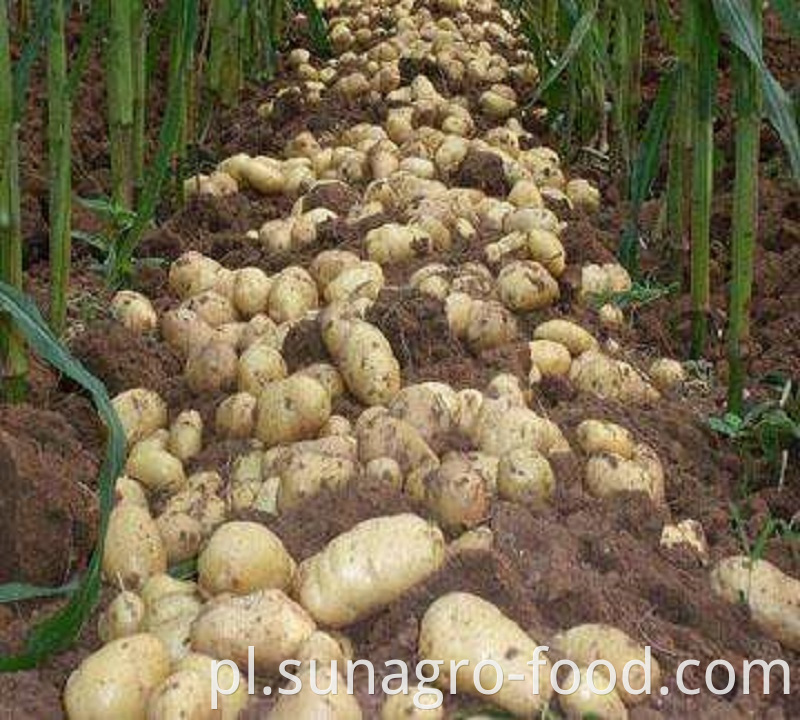 High Yield And Quality Potatoes